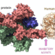 SARS-COV2 spike protein