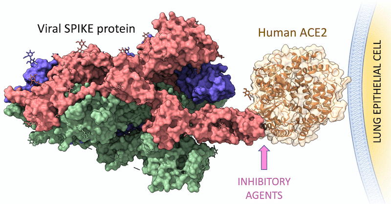 SARS-COV2 spike protein
