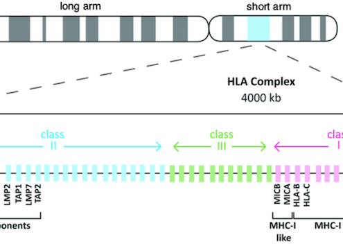 HLA chromosome 6