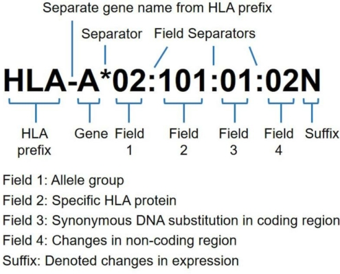 HLA nomenclature