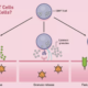 How do CD8*T cells kill infected cells?