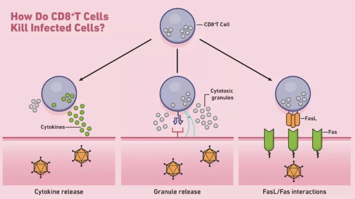 How do CD8*T cells kill infected cells?