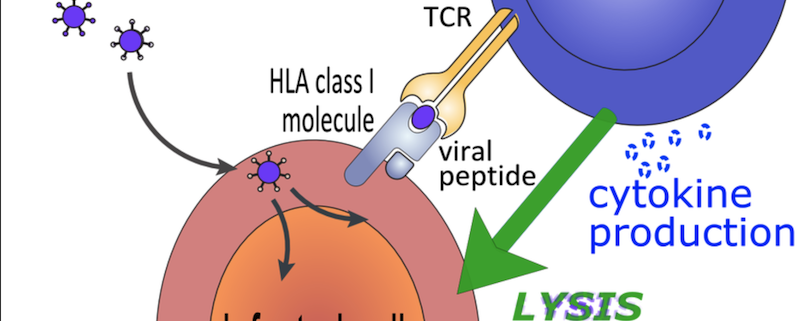 HLA cells