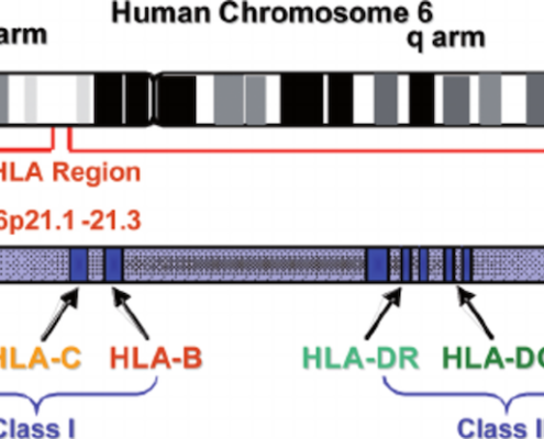 HLA chromosome 6