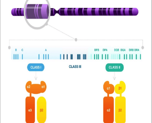 Chromosome 6 HLA gene