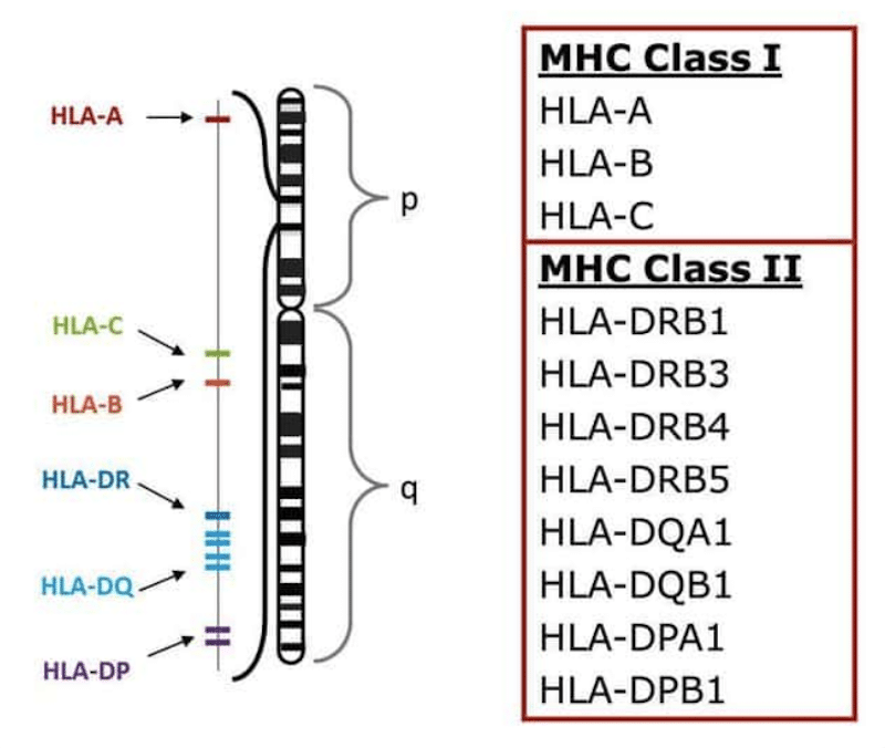 MHC Class I and Class II