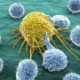 T-lymphocytes attack a migrating cancer cell.