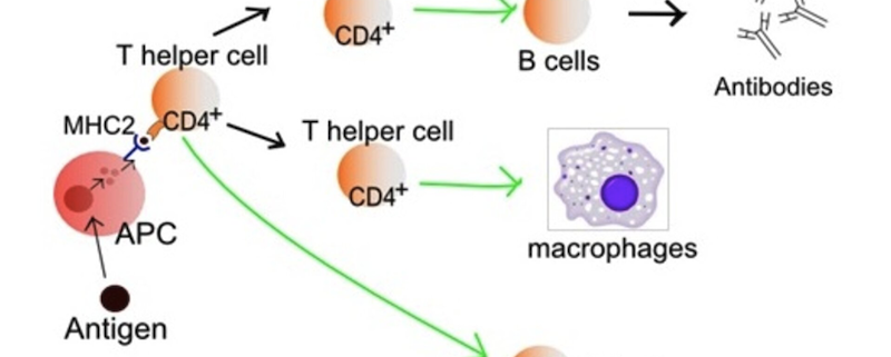 MHC Cells
